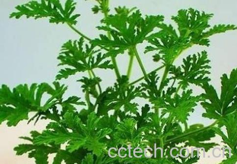 驱蚊草怎么养 驱蚊草的养殖方法-0