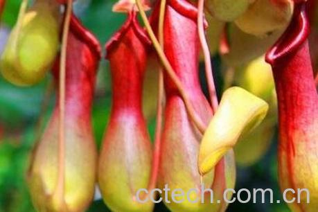 猪笼草的养殖方法和注意事项-0