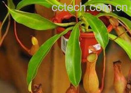 猪笼草的养殖方法和注意事项-1