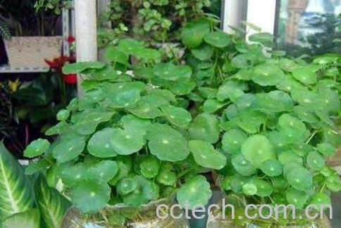 铜钱草的功效与作用及药用价值-1