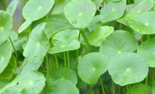 铜钱草的功效与作用及药用价值-0