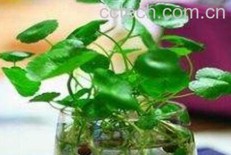 铜钱草水培方法和技巧-1