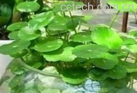 铜钱草水培方法和技巧-0