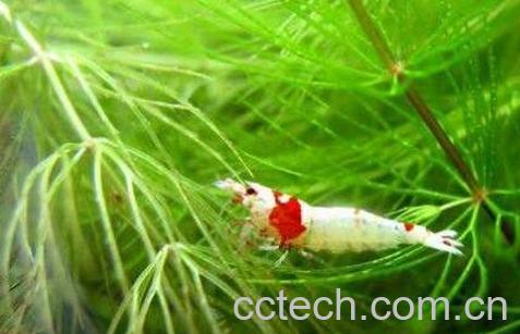 池塘水草种子种植方法 池塘水草怎么种-1