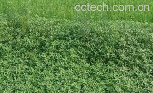 池塘水草种子种植方法 池塘水草怎么种-0