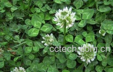 车轴草图片 车轴草的作用-1