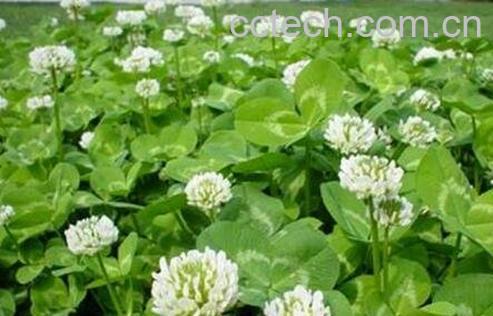 车轴草怎么种 车轴草怎么养殖-1