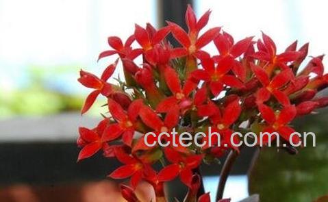 长寿菊的养殖方法和夏季病虫害防治-0