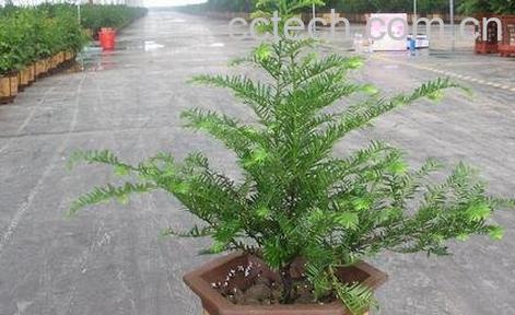 盆栽红豆杉的养殖方法和注意事项-0