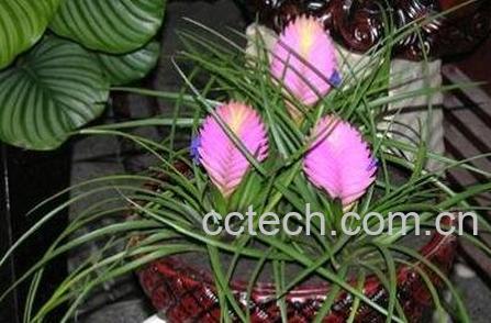 紫凤梨的功效与作用-0