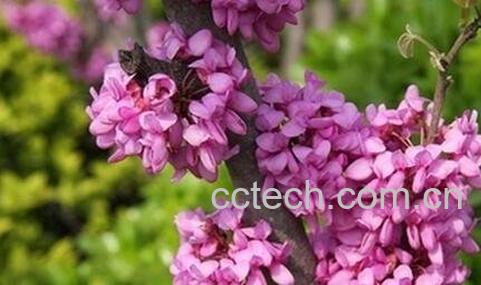 紫荆花的养殖方法和病虫害防治-0