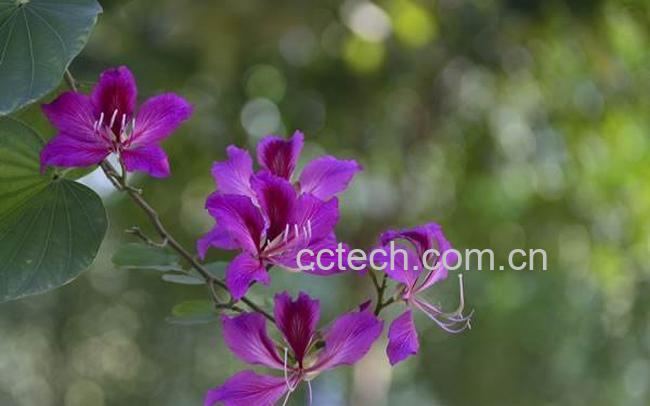 紫荆花-1