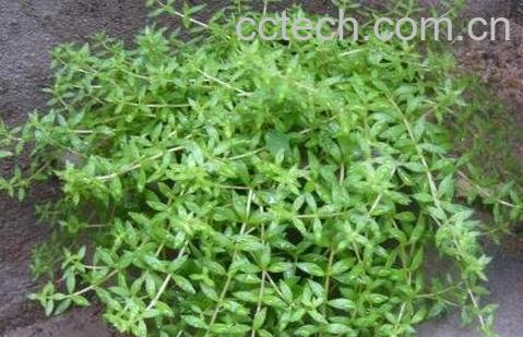 垂盆草怎么养 垂盆草种植方法-0