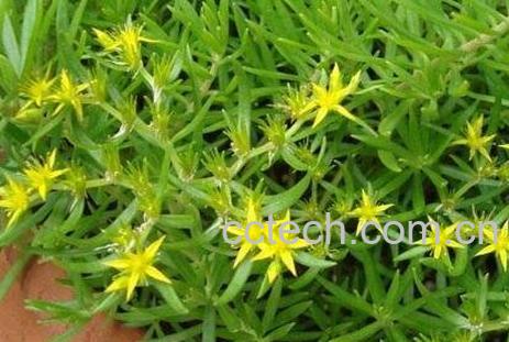 垂盆草吊兰怎么繁殖 垂盆草吊兰的养殖方法-0