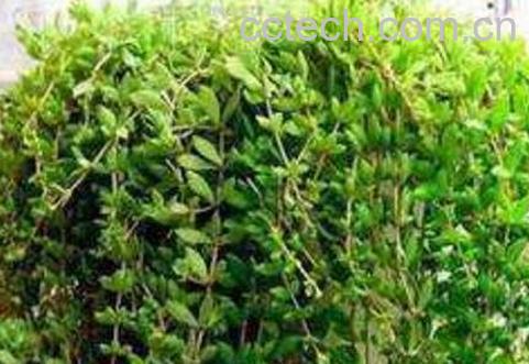 垂盆草怎么养 垂盆草种植方法-1