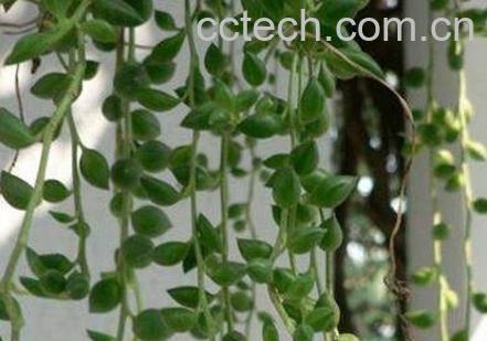 垂盆草吊兰怎么繁殖 垂盆草吊兰的养殖方法-1