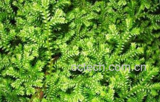 翠云草的养殖方法和注意事项-0