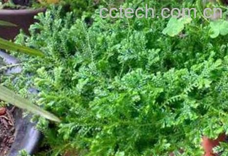 翠云草的养殖方法和注意事项-1