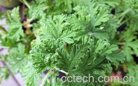 驱蚊草有用吗 驱蚊草真的可以驱蚊吗-0