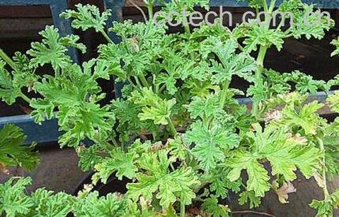 驱蚊草有用吗 驱蚊草真的可以驱蚊吗-1