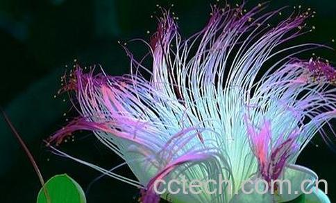 合欢树花的功效与作用-0