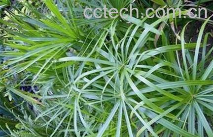 水竹图片 水竹的养殖方法和注意事项-0