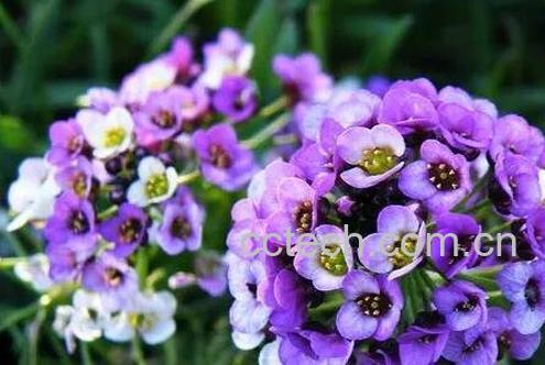 香雪球的养殖方法和注意事项-0