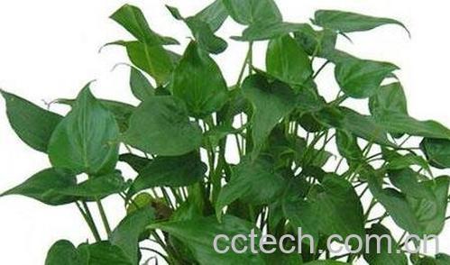 滴水观音的养殖方法与作用-0