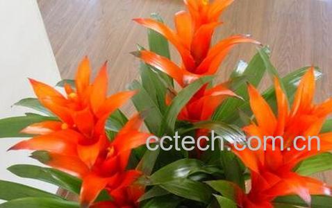 凤梨花的养殖方法和注意事项-0