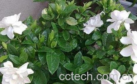 栀子花叶子发黄是什么原因 栀子花叶子发黄的解决办法-0