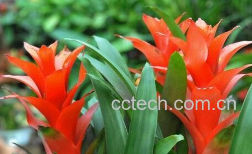 凤梨花的养殖方法和注意事项-1