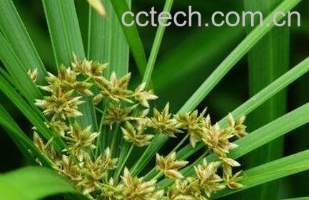  旱伞草的养殖方法和注意事项-0