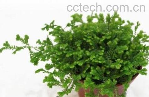 翠云草盆栽的养殖方法-0