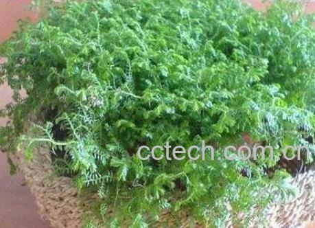翠云草盆栽的养殖方法-1