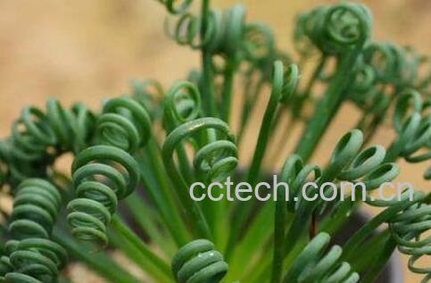 弹簧草怎么种植 弹簧草怎么养-0