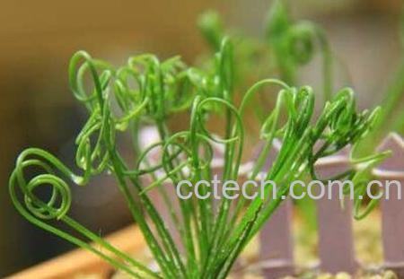 弹簧草怎么种植 弹簧草怎么养-1