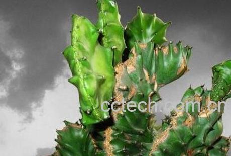 麒麟掌的养殖方法和注意事项-1