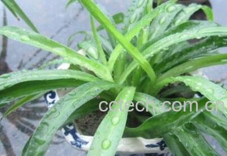 天兰草的作用及药用价值-0