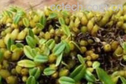 石串莲怎么养 石串莲的功效与作用-0