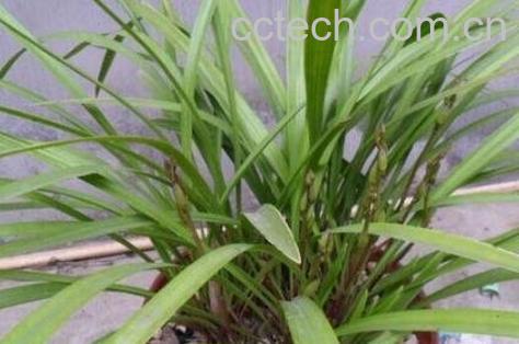 天兰草的作用及药用价值-1