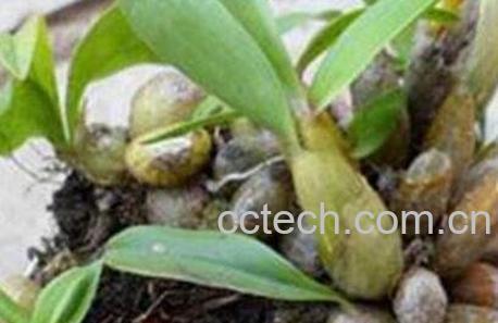 石串莲怎么养 石串莲的功效与作用-1