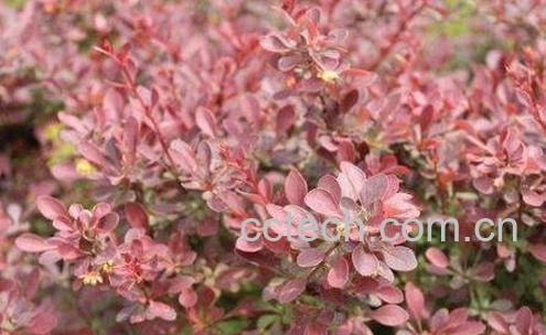 紫叶小檗的用途和应用-0