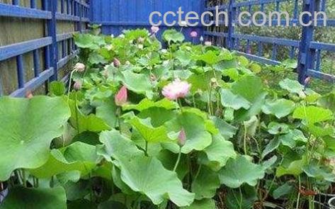 旱荷花的养殖方法和注意事项-0