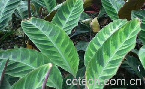 肖竹芋怎么养-0