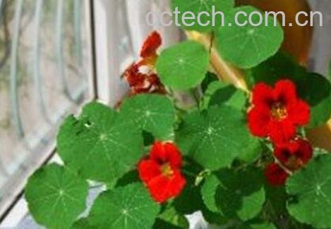 旱荷花的养殖方法和注意事项-1