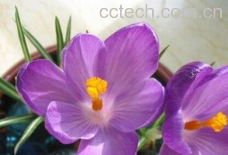 番红花的养殖方法-0