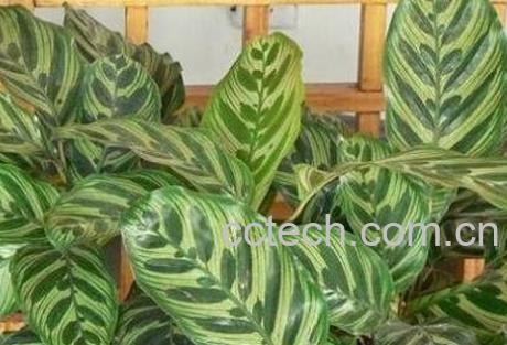 肖竹芋怎么养-1