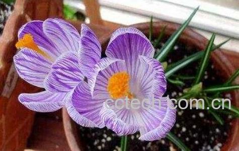 番红花的养殖方法-1