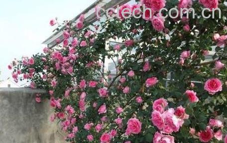 爬藤月季花的养殖方法和注意事项-0