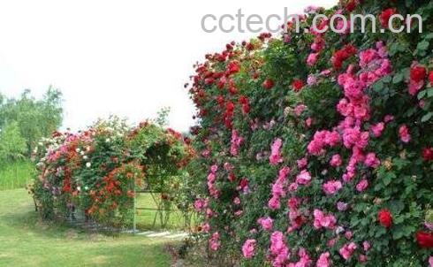 爬藤月季花的养殖方法和注意事项-1